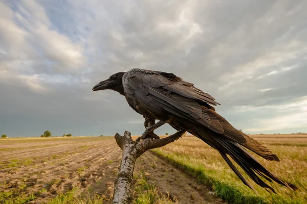 stock image Bird