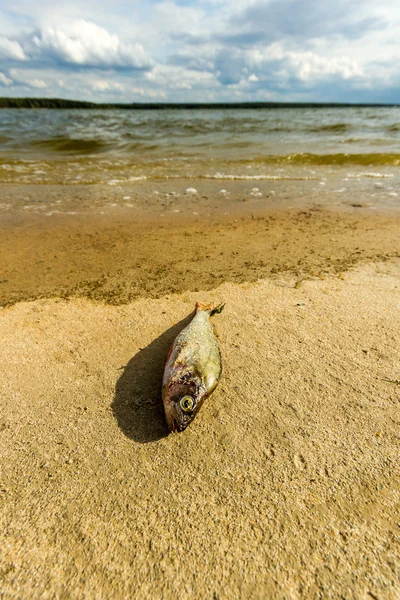 Peşte — Fotografie, imagine de stoc