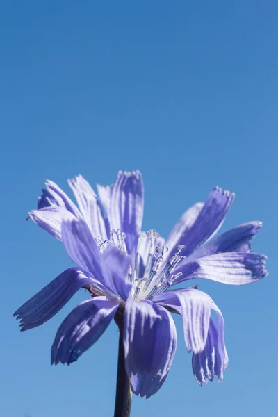 stock image Flowers