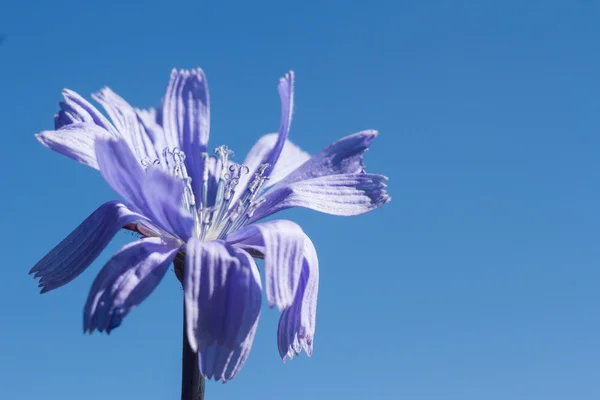 Stock image Flowers