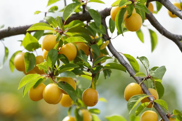 stock image Fruit