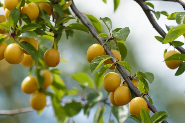 stock image Fruit