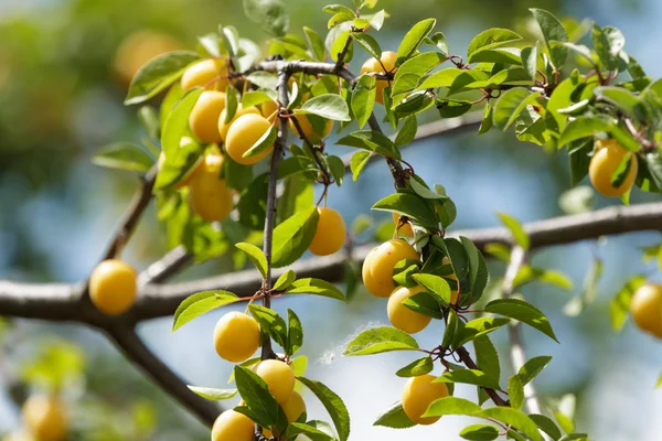 stock image Fruit