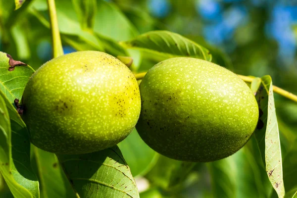 stock image Fruit