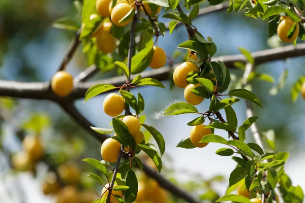 stock image Fruit