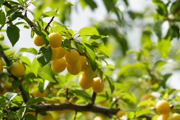 stock image Fruit