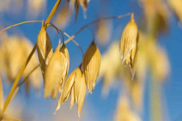 Пшениця — стокове фото