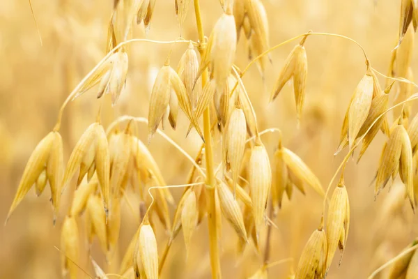 Pšenice — Stock fotografie