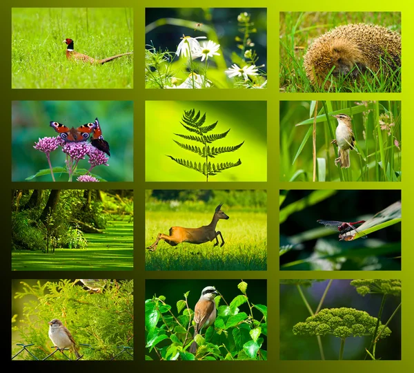 stock image Wild plant