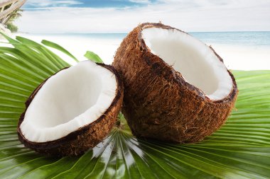Coconutcoconut clipart