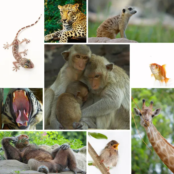 Mistura de animais — Fotografia de Stock