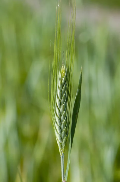 Corn stalk — Stock Photo, Image