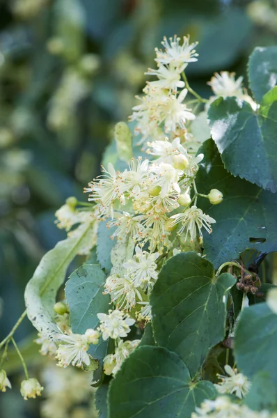 stock image Linden flowers