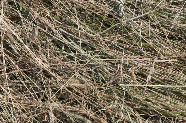 stock image Hay background