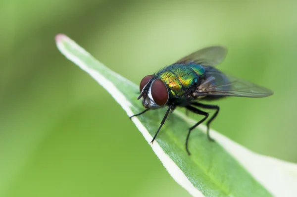 Fliege auf einem Blatt — Stockfoto