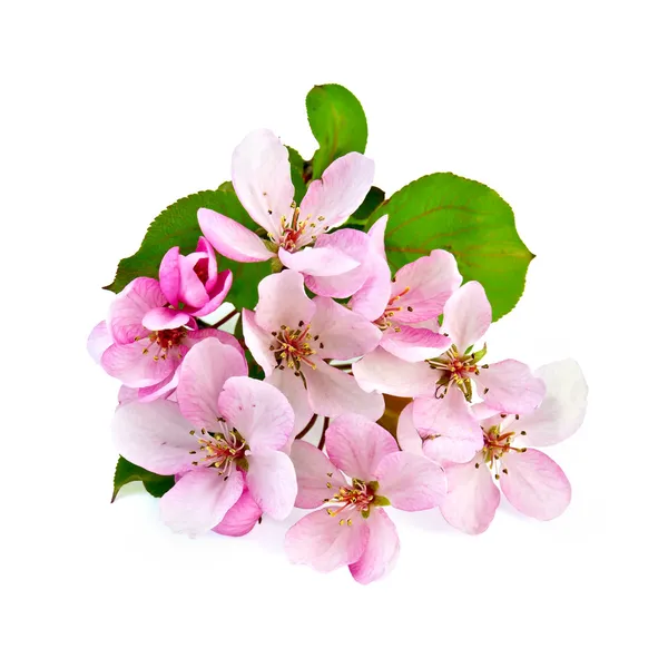 Яблочный цвет розовый — стоковое фото