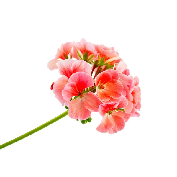 Geranium rosa — Stockfoto