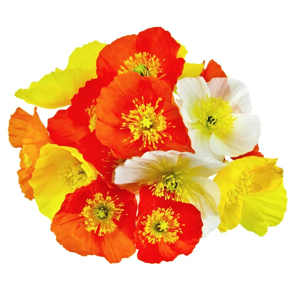 Poppies renkli — Stok fotoğraf