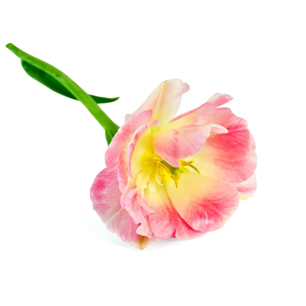 Tulip pink and yellow — Stock Photo, Image