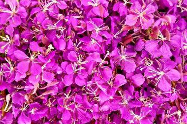 The texture of the fireweed clipart