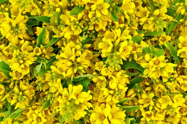 黄色的花朵和绿色的树叶的纹理 — 图库照片