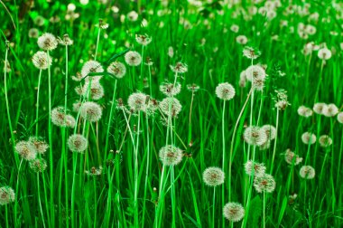 White dandelions on a green grass clipart
