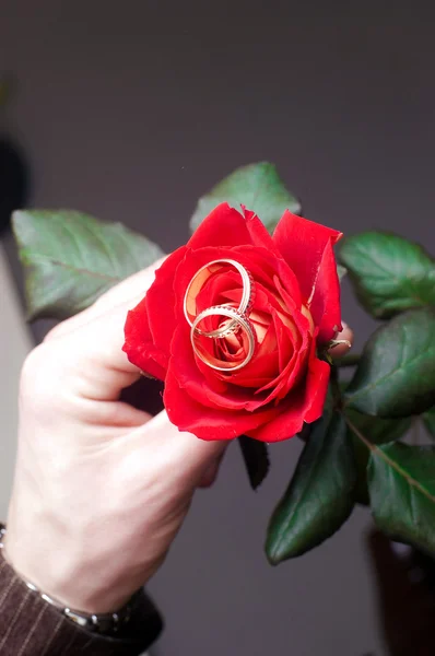 Red rose with two weddings rings on a bud — Stock Photo, Image