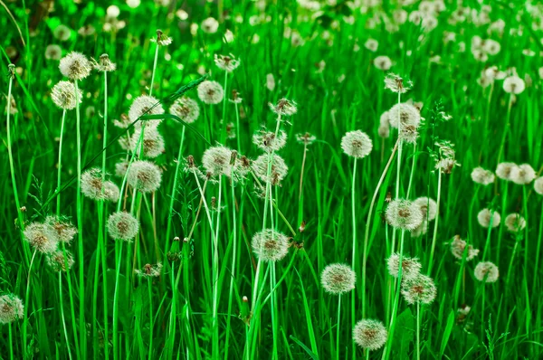 Stock image White dandelions on a green grass