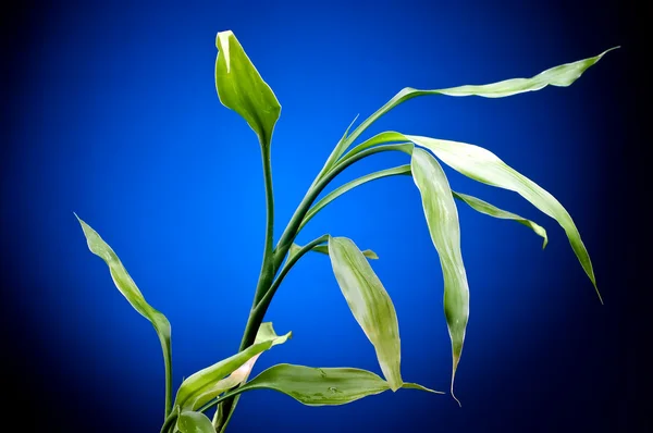 stock image Spring green sprout with leaves on a dark blue background