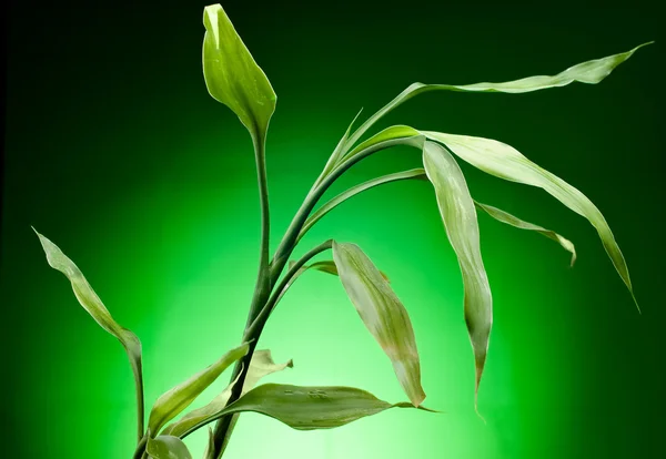 stock image Spring young escape with leaves on a green background