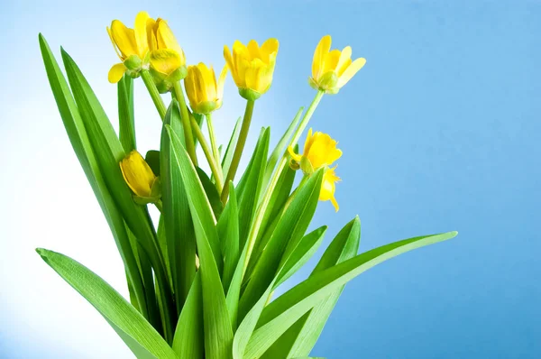 Siete flores amarillas de primavera con hojas verdes sobre un fondo azul — Foto de Stock