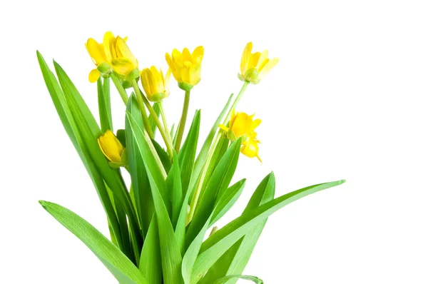 Siete flores amarillas de primavera con hojas verdes aisladas — Foto de Stock