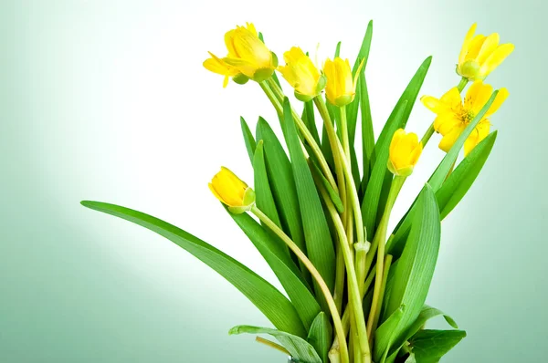 Yellow spring flowers with green leaves on a lettuce background — Stock Photo, Image