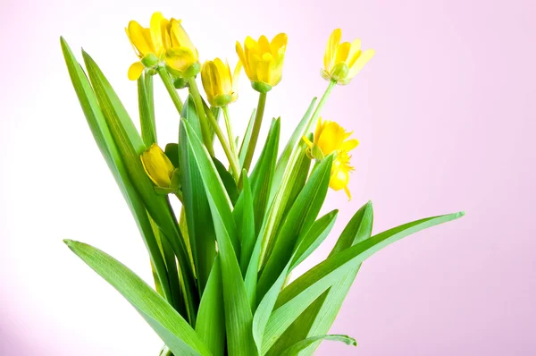 Gelbe Frühlingsblumen mit grünen Blättern auf rosa Hintergrund — Stockfoto