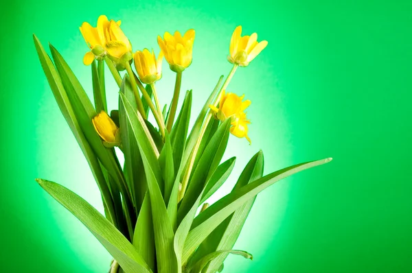 Gelbe Frühlingsblumen mit grünen Blättern auf grünem Hintergrund — Stockfoto