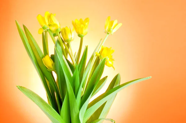 Yellow spring flowers with green leaves on a Orange background — Stock Photo, Image