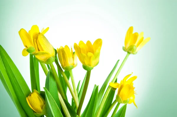 Gelbe Frühlingsblumen mit grünen Blättern auf Salathintergrund — Stockfoto