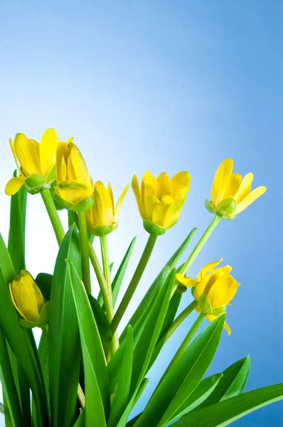 Желтые весенние цветы с зелеными листьями на голубом фоне — стоковое фото