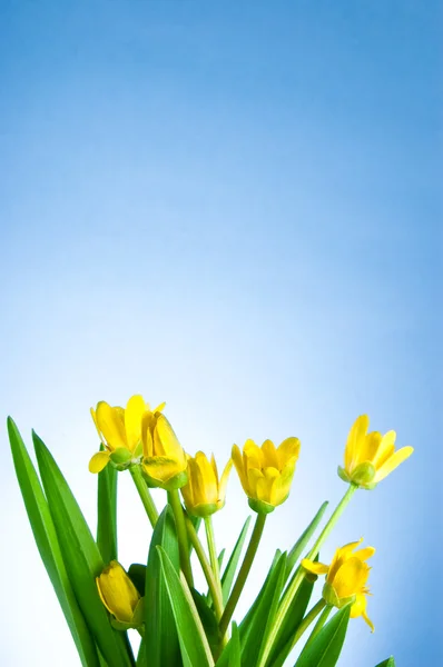 Gelbe Frühlingsblumen mit grünen Blättern auf blauem Hintergrund — Stockfoto