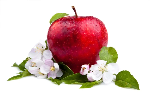 En saftigt rött äpple och blommor på vit bakgrund — Stockfoto