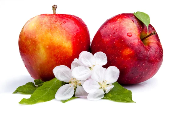Två saftiga röda äpplen och blommor på vit bakgrund — Stockfoto