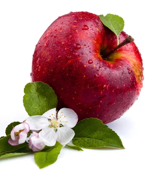 Una manzana roja jugosa y flores sobre un fondo blanco —  Fotos de Stock