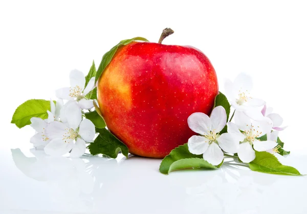 Una manzana roja jugosa y flores sobre un fondo blanco — Foto de Stock