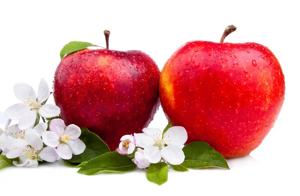 Dos manzanas rojas jugosas con flores y gotitas de agua en una b blanca —  Fotos de Stock