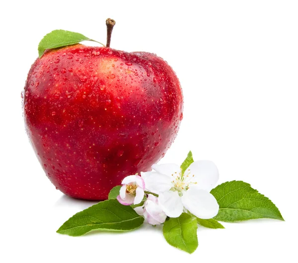 Una mela rossa succosa con fiori e goccioline d'acqua su una b bianca — Foto Stock