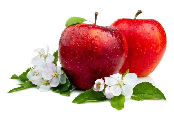 Due succose mele rosse con fiori e goccioline d'acqua su una b bianca — Foto Stock