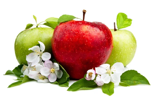 Červené jablko před dvěma zelenými jablky s květy, listy a wa — Stock fotografie