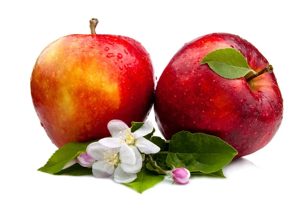 Två saftiga rött äpple med blommor och vattendroppar på en vit b — Stockfoto