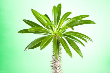 Cactus with leaves on green background (Pachypodium lameri) clipart