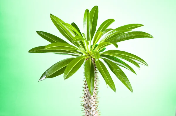 stock image Cactus with leaves on green background (Pachypodium lameri)